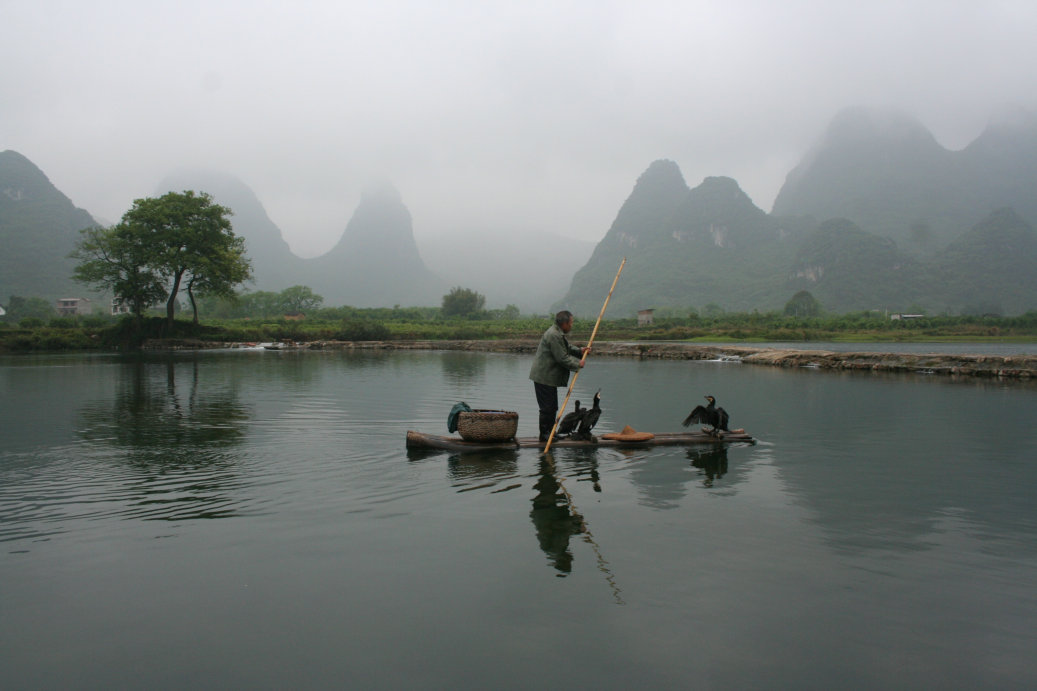 cormorant fishing